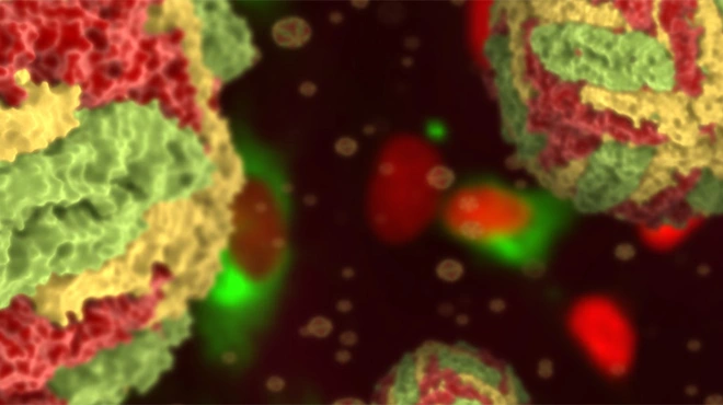 3D rendering of dengue virus 3D rendering of dengue virus