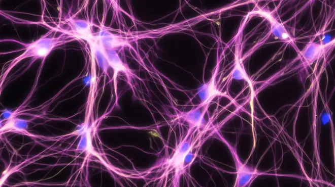 Neuron image from Novartis SciArt collection, courtesy of Alan Abrams Neuron image from Novartis SciArt collection, courtesy of Alan Abrams