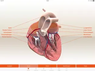 Herzstark in 3D - Herzansicht 3D