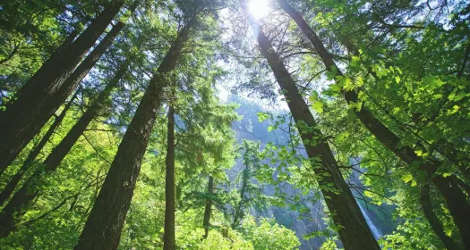 Trees in a forest