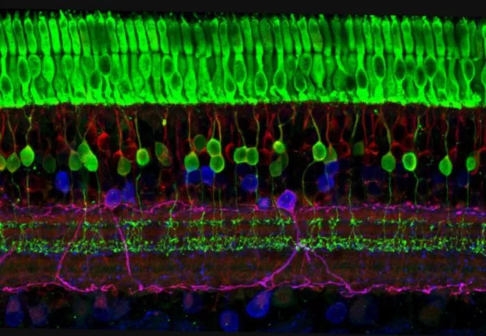 Layers of nerve cells of the retina