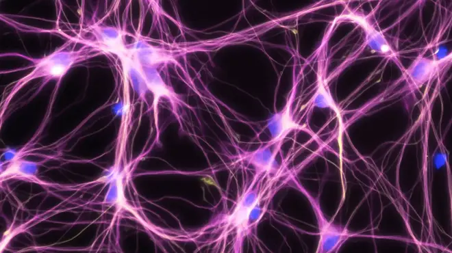 neuron image from novartis sciart collection neuron imagen